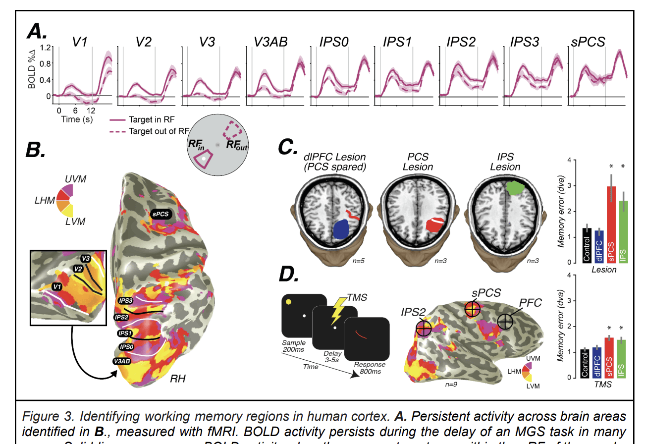  Identifying working memory regions in human cortex