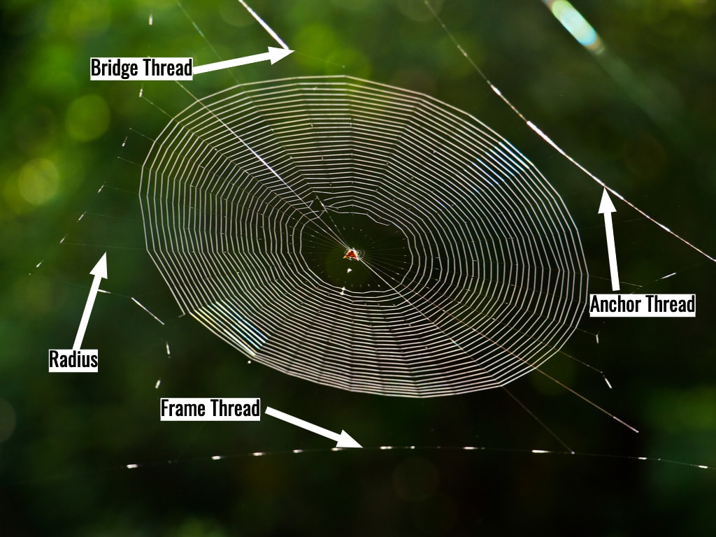 Could Spider Webs Teach Us About Complex Brain Systems?