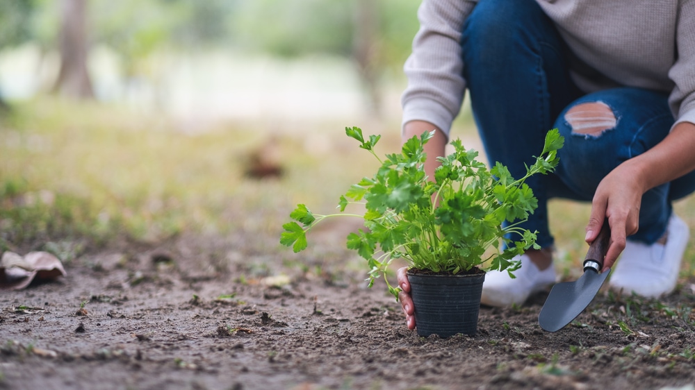 Likes gardening. Руки садовника. Маникюр для садовода и огородника. Занятия садоводов и огородников. Знаменитые садоводы и огородники.